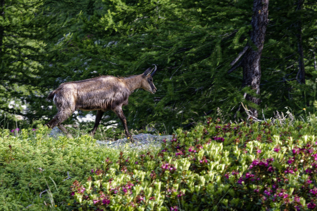 Chamois & rhododendrons